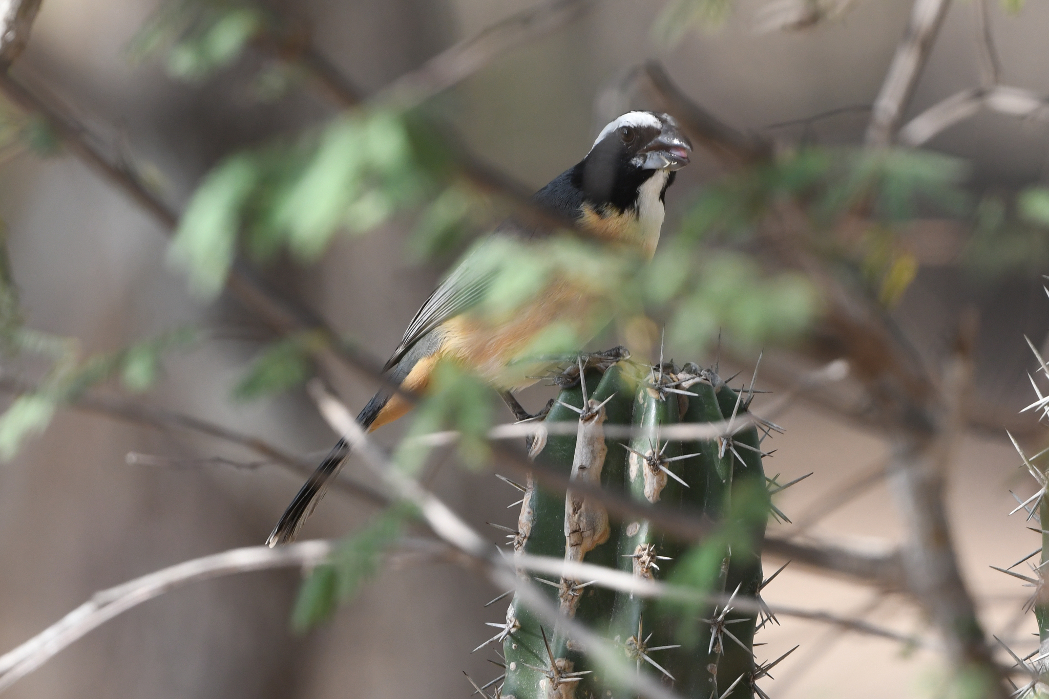 Orinoco Saltator (Saltator orenocensis), photo 6