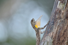 Draco maculatus