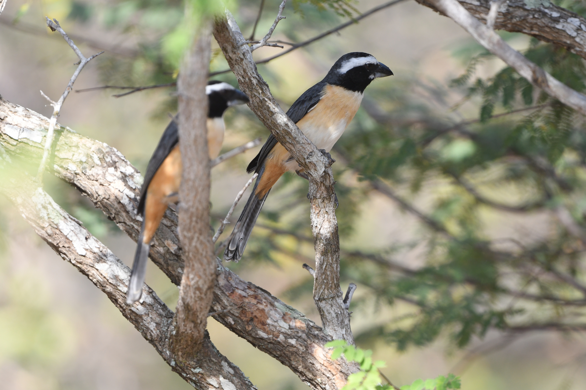 Orinoco Saltator (Saltator orenocensis), photo 4