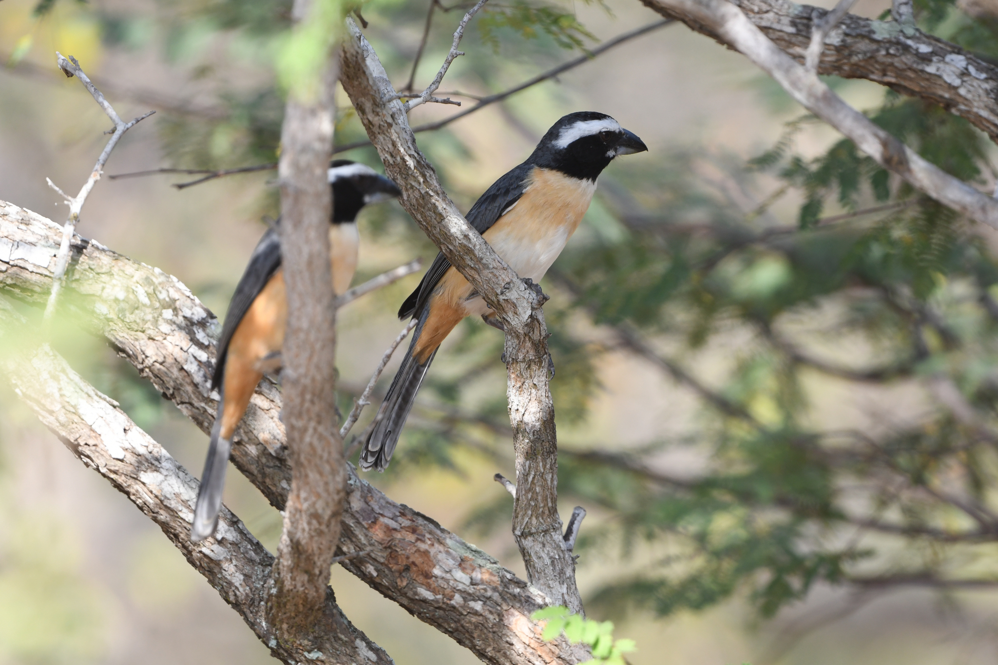 Orinoco Saltator (Saltator orenocensis), photo 5