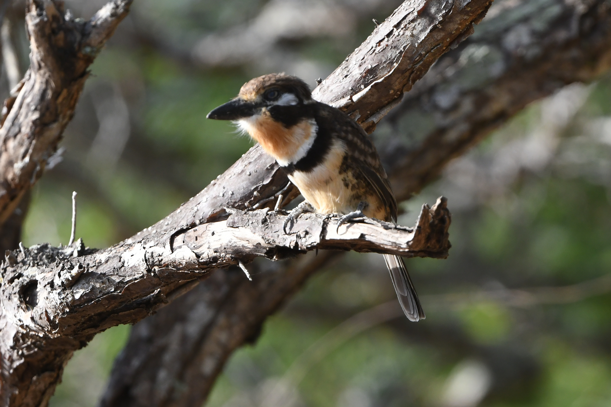 Russet-throated Puffbird (Hypnelus ruficollis), photo 9