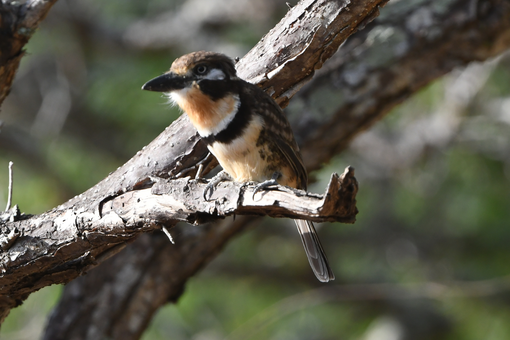 Russet-throated Puffbird (Hypnelus ruficollis), photo 8