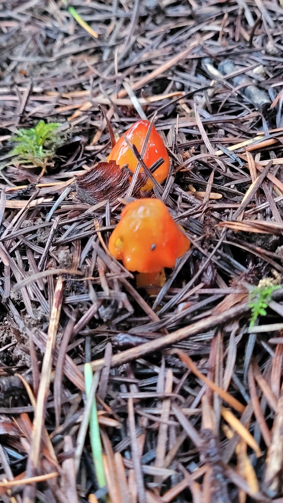 Hygrocybe singeri · December 2025 · photo: © daveincamas (iNaturalist, cc0)