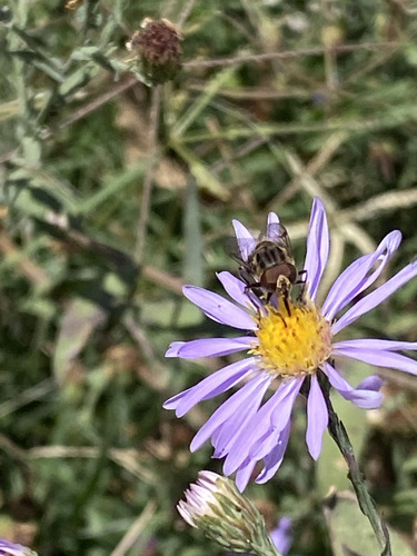 Unknown species found near Watkins Park, Nashville, TN, USA