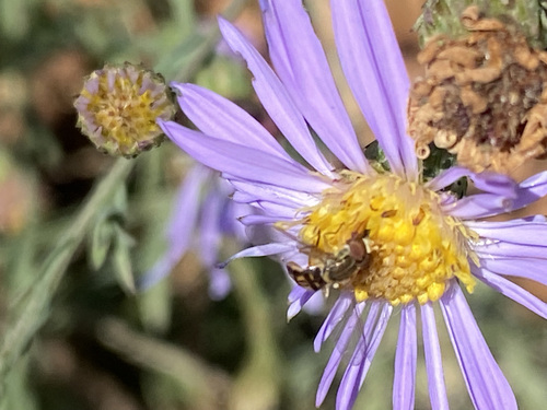Unknown species found near Watkins Park, Nashville, TN, USA