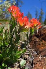 Castilleja brevilobata