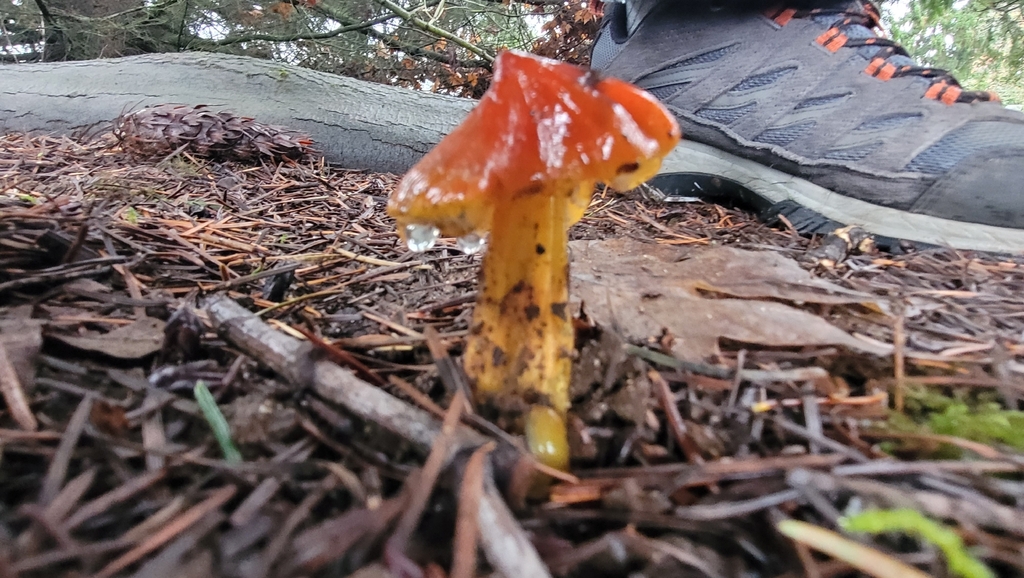 Hygrocybe singeri · December 2025 · photo: © daveincamas (iNaturalist, cc0)