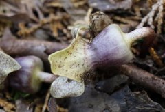 Asarum curvistigma