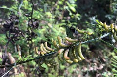 Indigofera suffruticosa