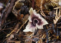 Asarum curvistigma