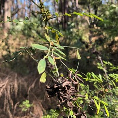 Indigofera suffruticosa