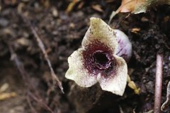 Asarum curvistigma