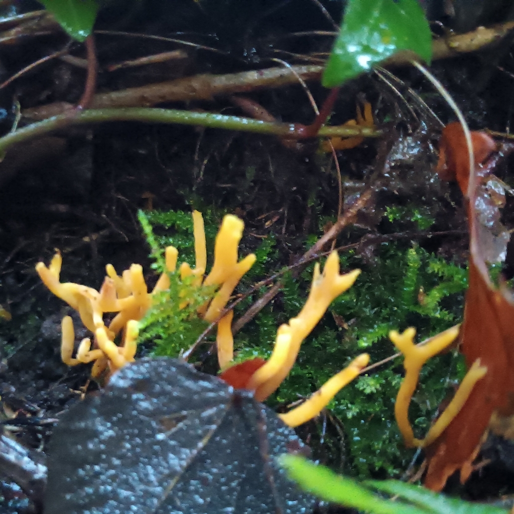 Clavulinopsis corniculata · December 2025 · photo: © considerthelilies (iNaturalist, cc-by)