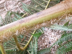 Sphaeropteris horrida