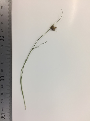 Image of Carex colensoi by (c) Matt Scott, some rights reserved (CC BY)