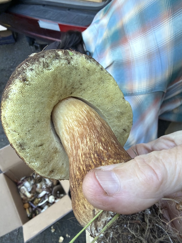 Boletus fibrillosus · December 2025 · photo: © anishavita (iNaturalist, cc-by)