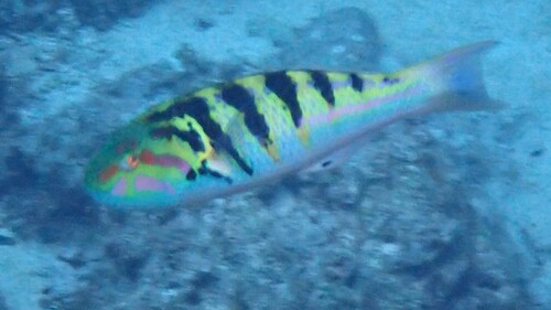 Thalassoma hardwicke