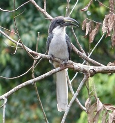 Ocyceros gingalensis