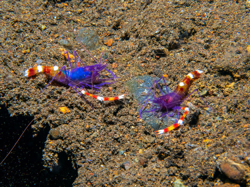Stenopus tenuirostris observed 2025-11-08