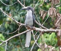 Ocyceros gingalensis