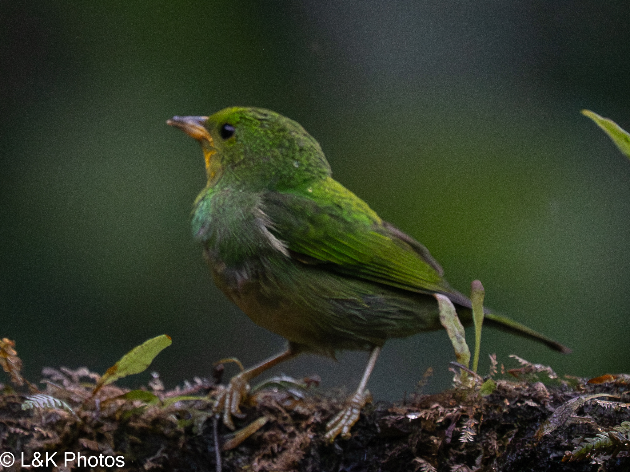 Multicolored Tanager (Chlorochrysa nitidissima), photo 9