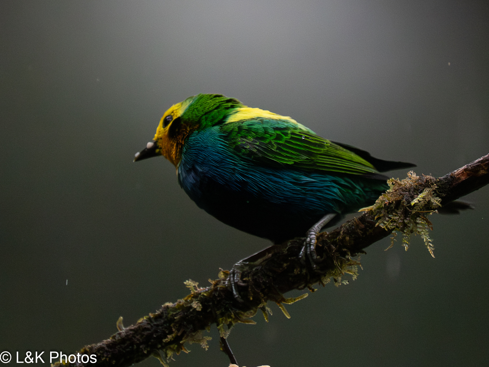 Multicolored Tanager (Chlorochrysa nitidissima), photo 8