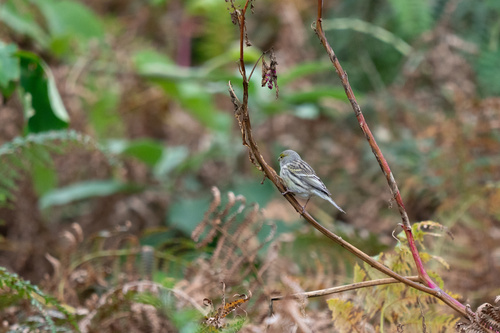 Serín canario (Serinus canaria)