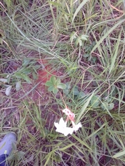 Mandevilla illustris