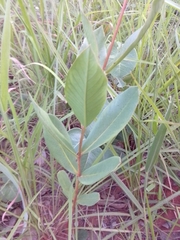 Mandevilla illustris