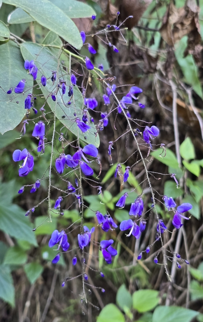 Uraria oblonga