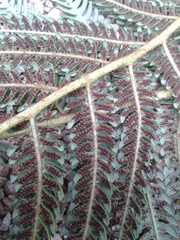 Sphaeropteris horrida