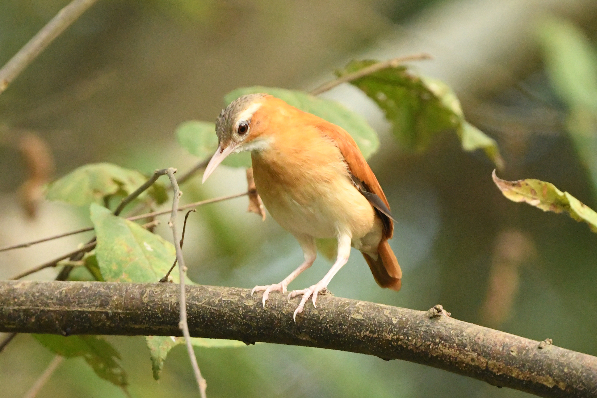 Caribbean Hornero (Furnarius longirostris), photo 9