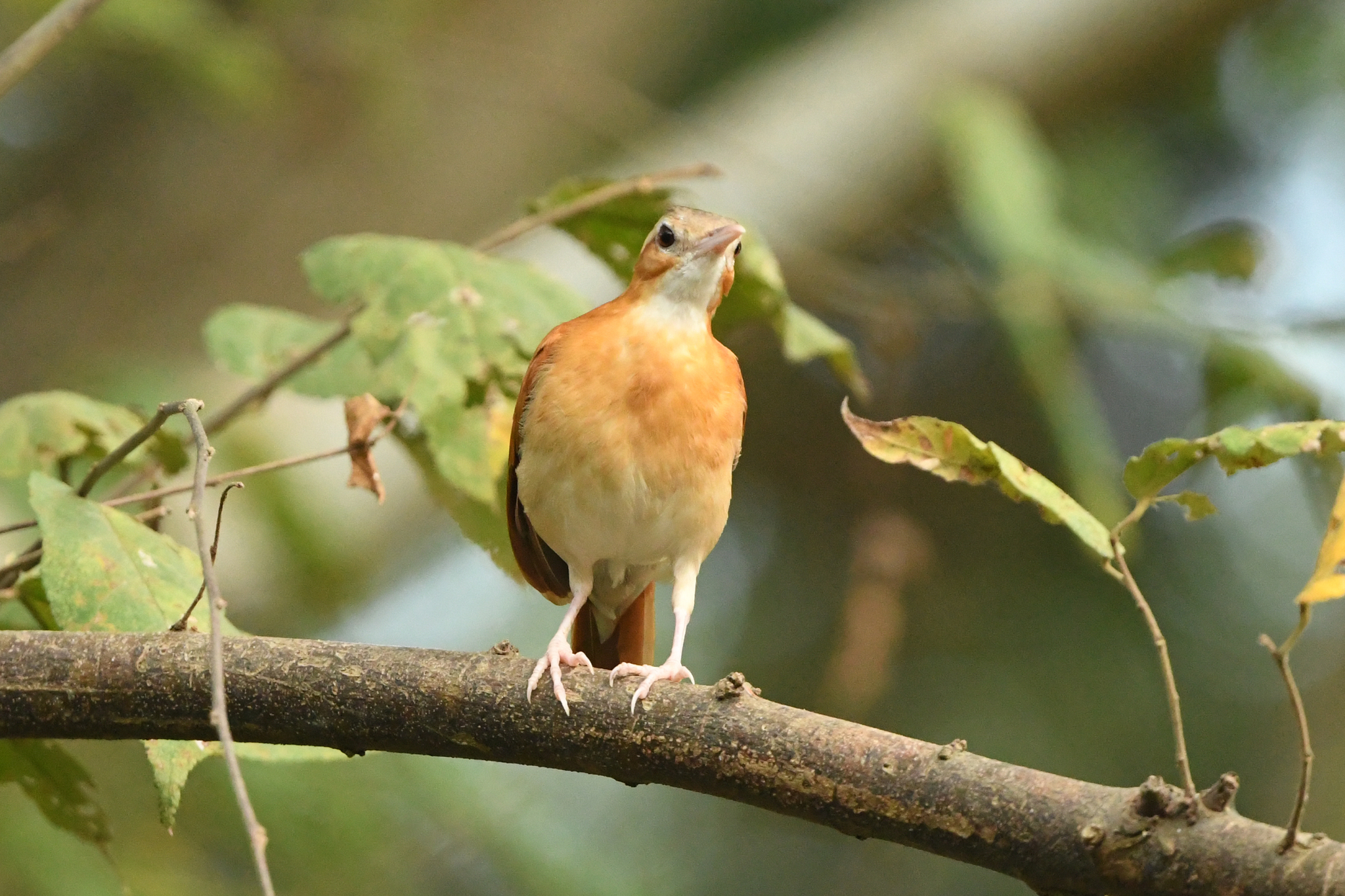 Caribbean Hornero (Furnarius longirostris), photo 10