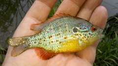 Lepomis humilis