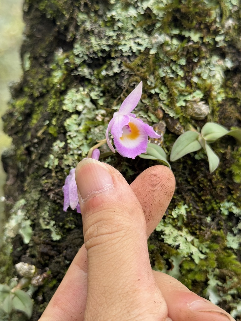 Dendrobium wangliangii G.W.Hu, C.L.Long & X.H.Jin 3