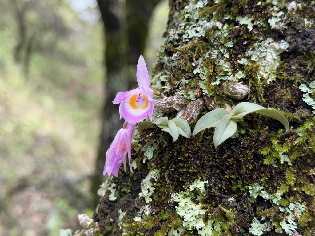Dendrobium wangliangii G.W.Hu, C.L.Long & X.H.Jin 2