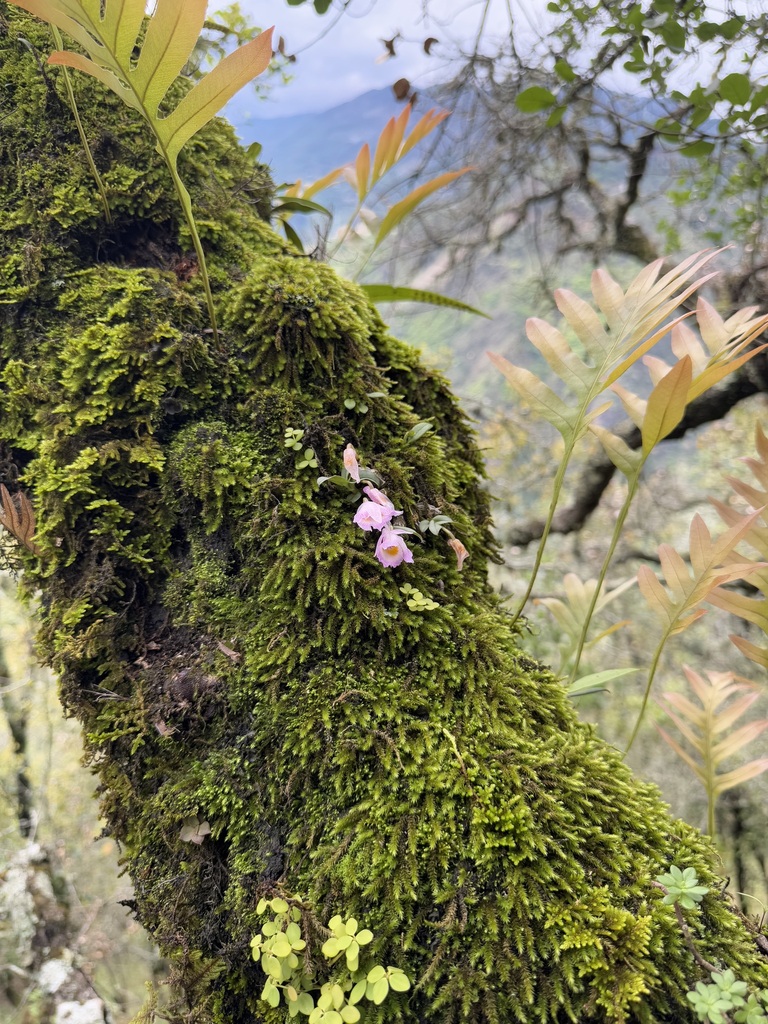 Dendrobium wangliangii G.W.Hu, C.L.Long & X.H.Jin 4