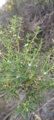Clinopodium gilliesii, photograph 4