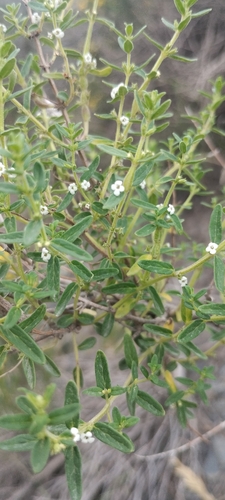 Clinopodium gilliesii, photograph 5