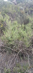 Clinopodium gilliesii, photograph (c) Agustín Zarco, some rights reserved (CC BY)