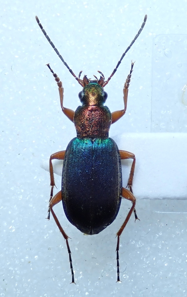 Chlaenius chrysocephalus