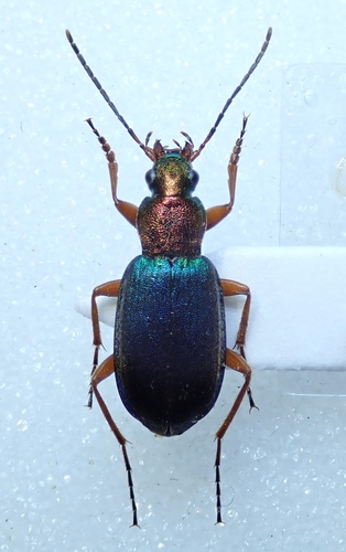 Chlaenius chrysocephalus
