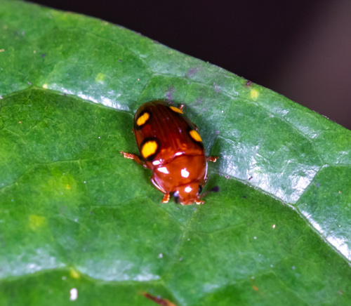 Mycotretus palmiphilus