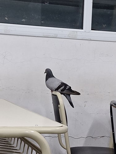 Feral Pigeon