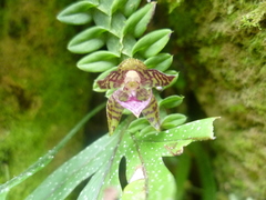 Dichaea