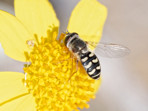 Unknown species found near Maricopa, Arizona, United States