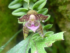 Dichaea