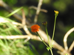 Lasianthaea macrocephala