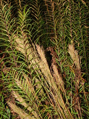 Pityrogramma trifoliata