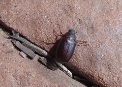 Phyllophaga anxia